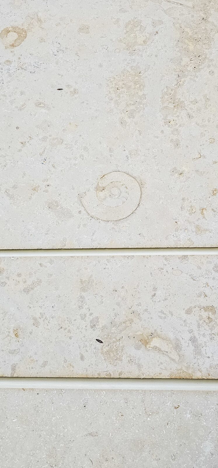 Fossil curl in a limestone panel
