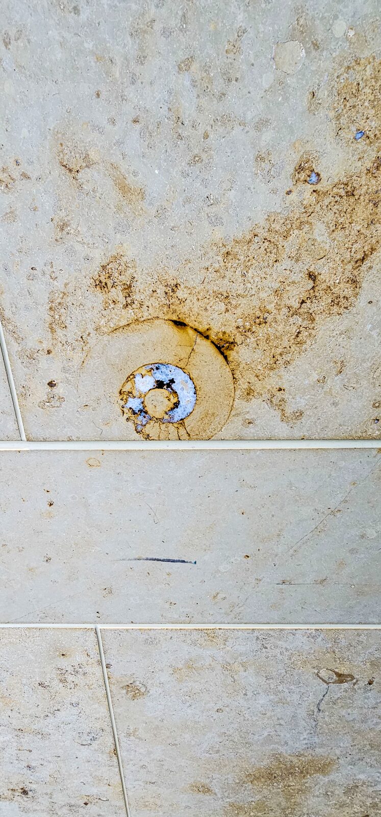 Fossil swirl
