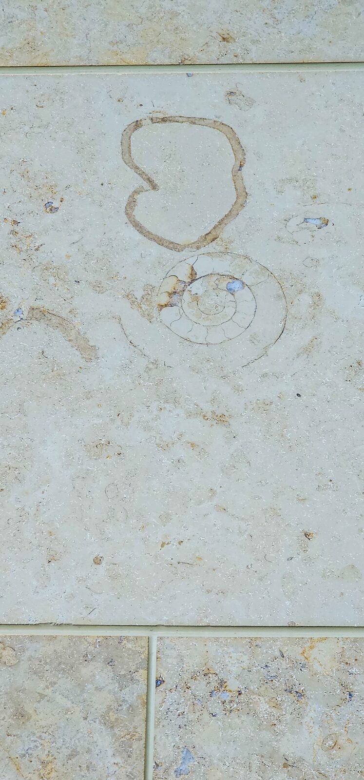 Fossil detail