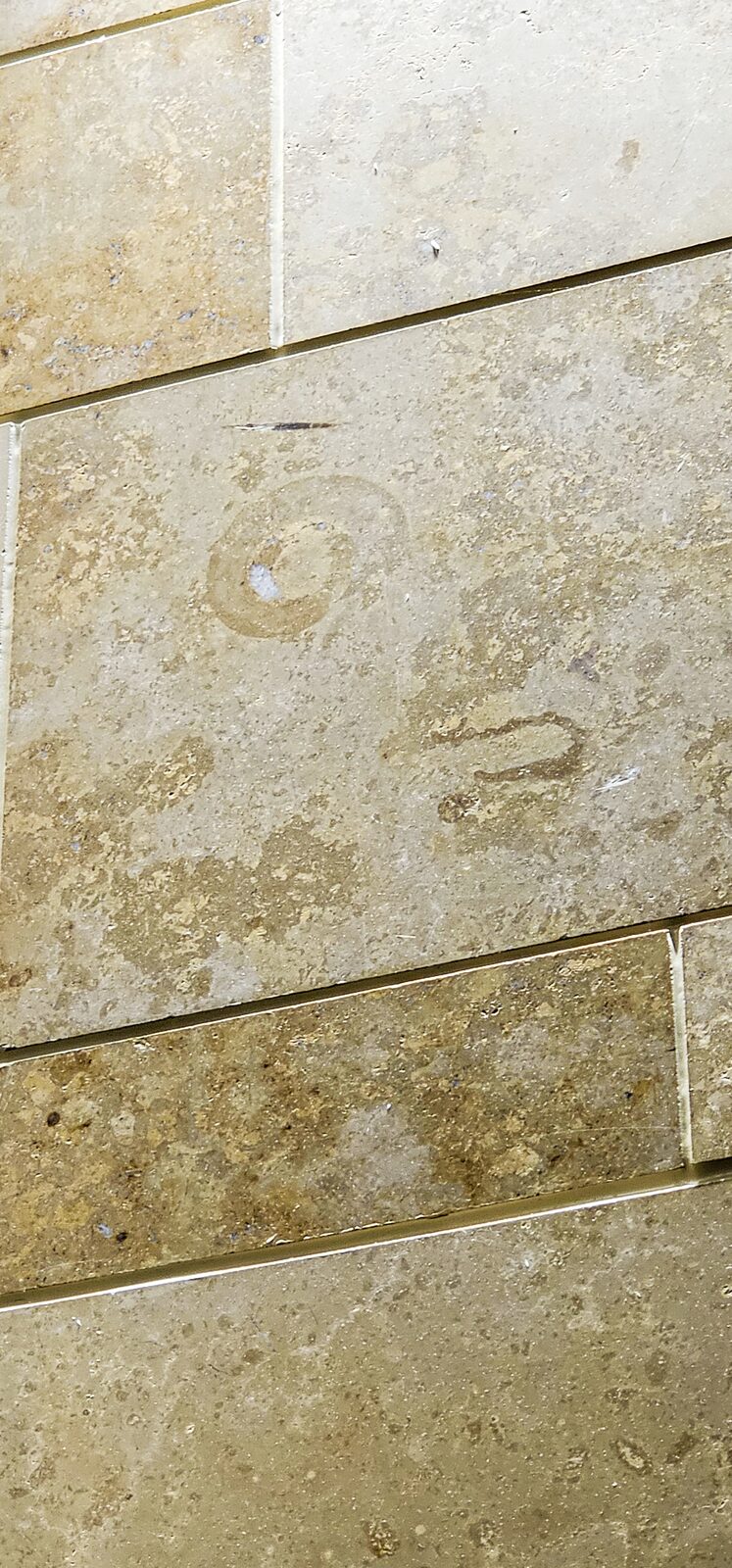 Fossil trace