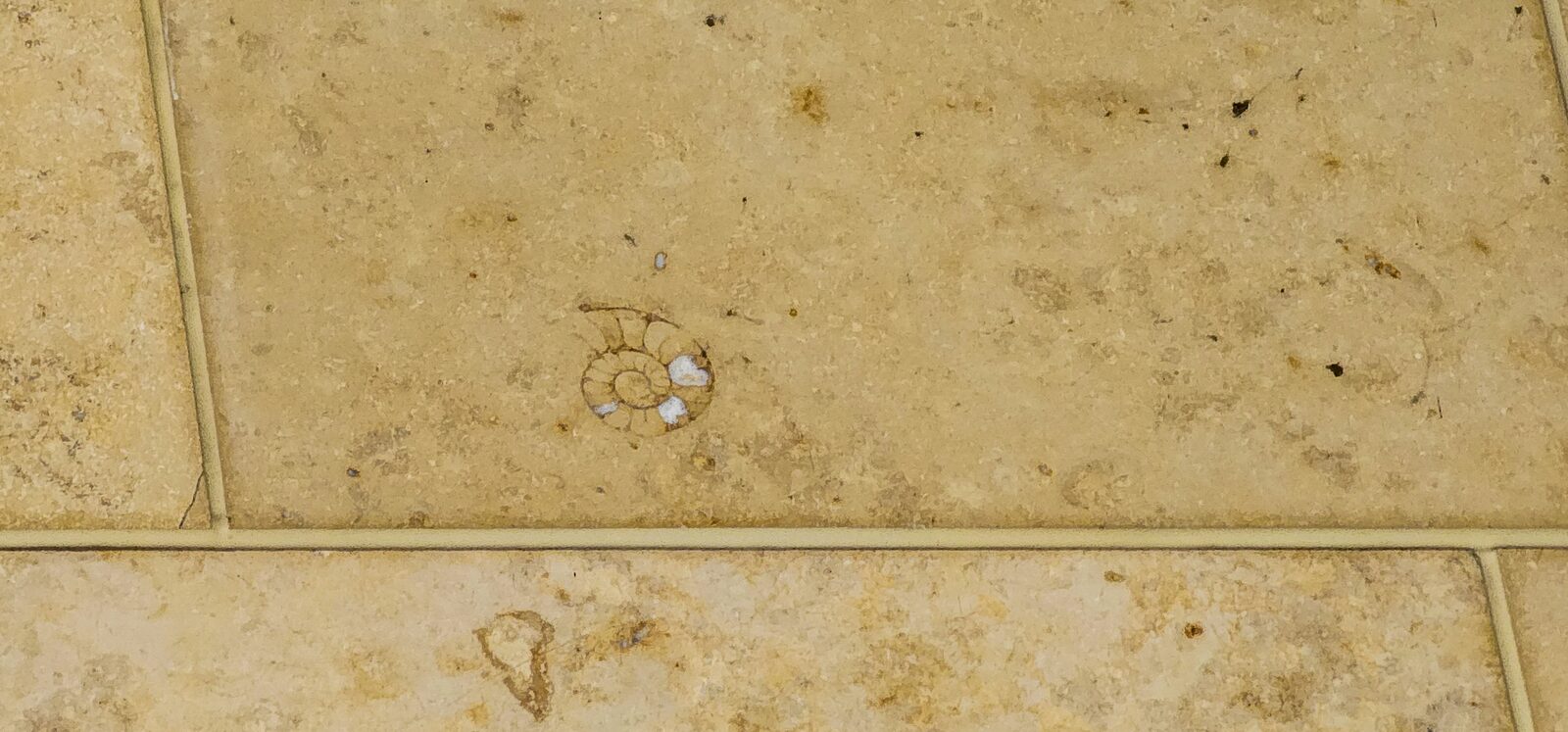 Fossil streak