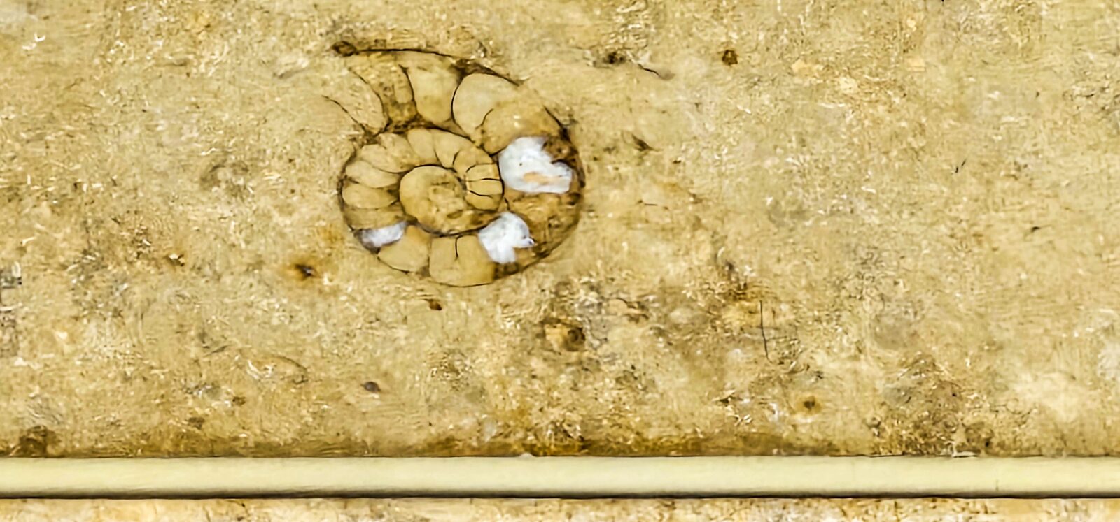 Fossil field