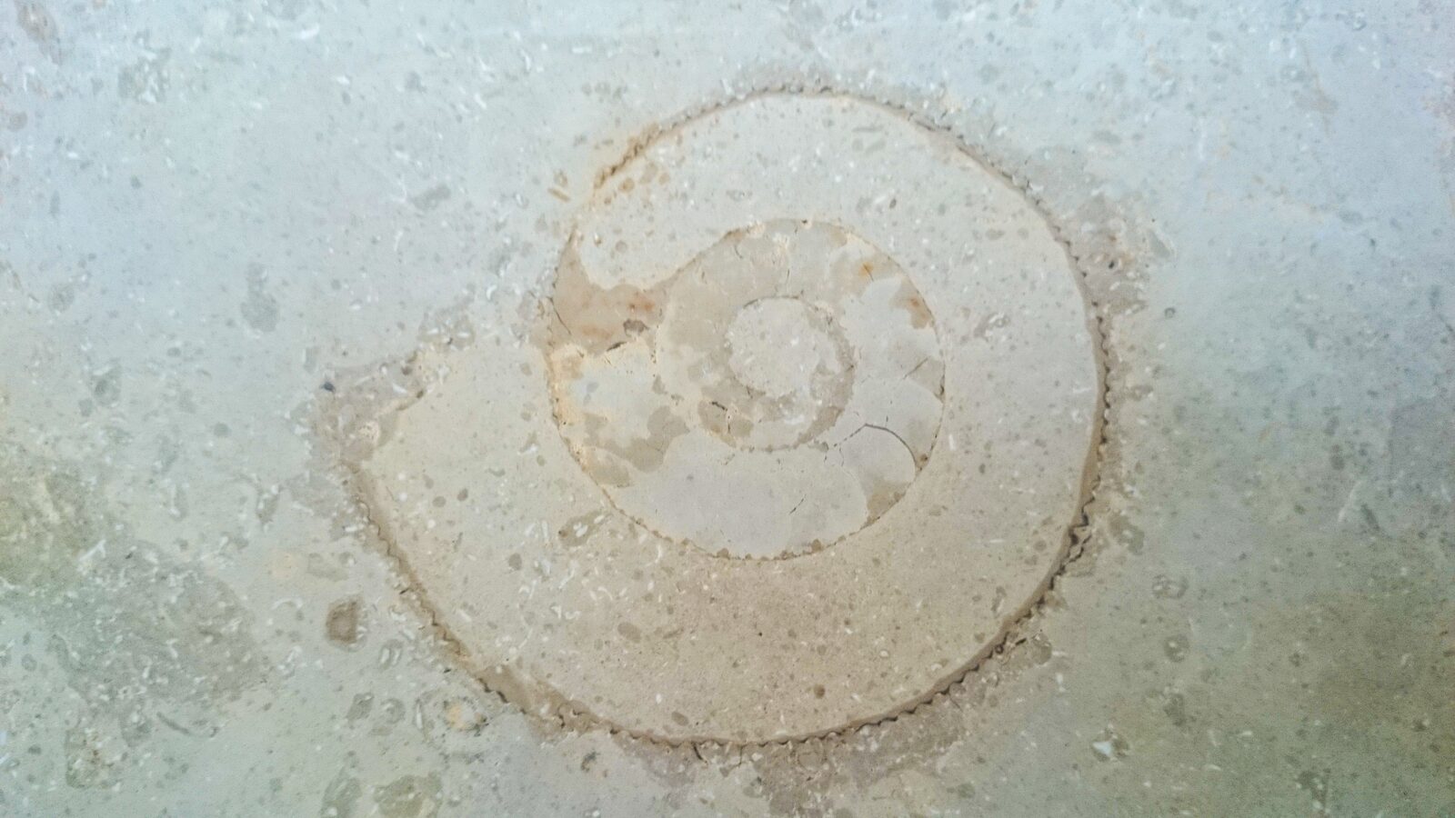 Fossil detail