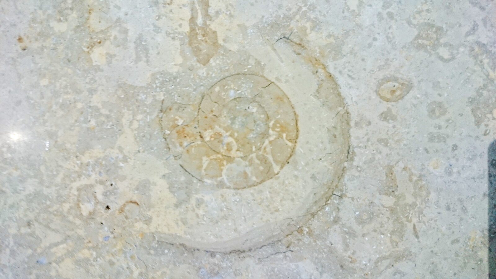 Fossil detail