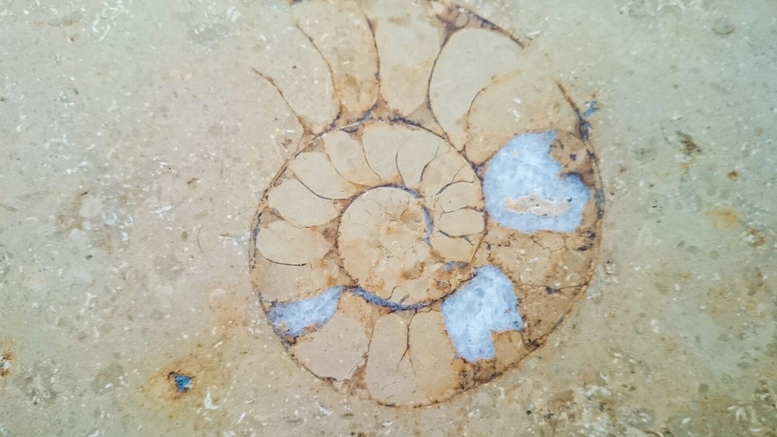 Fossil detail