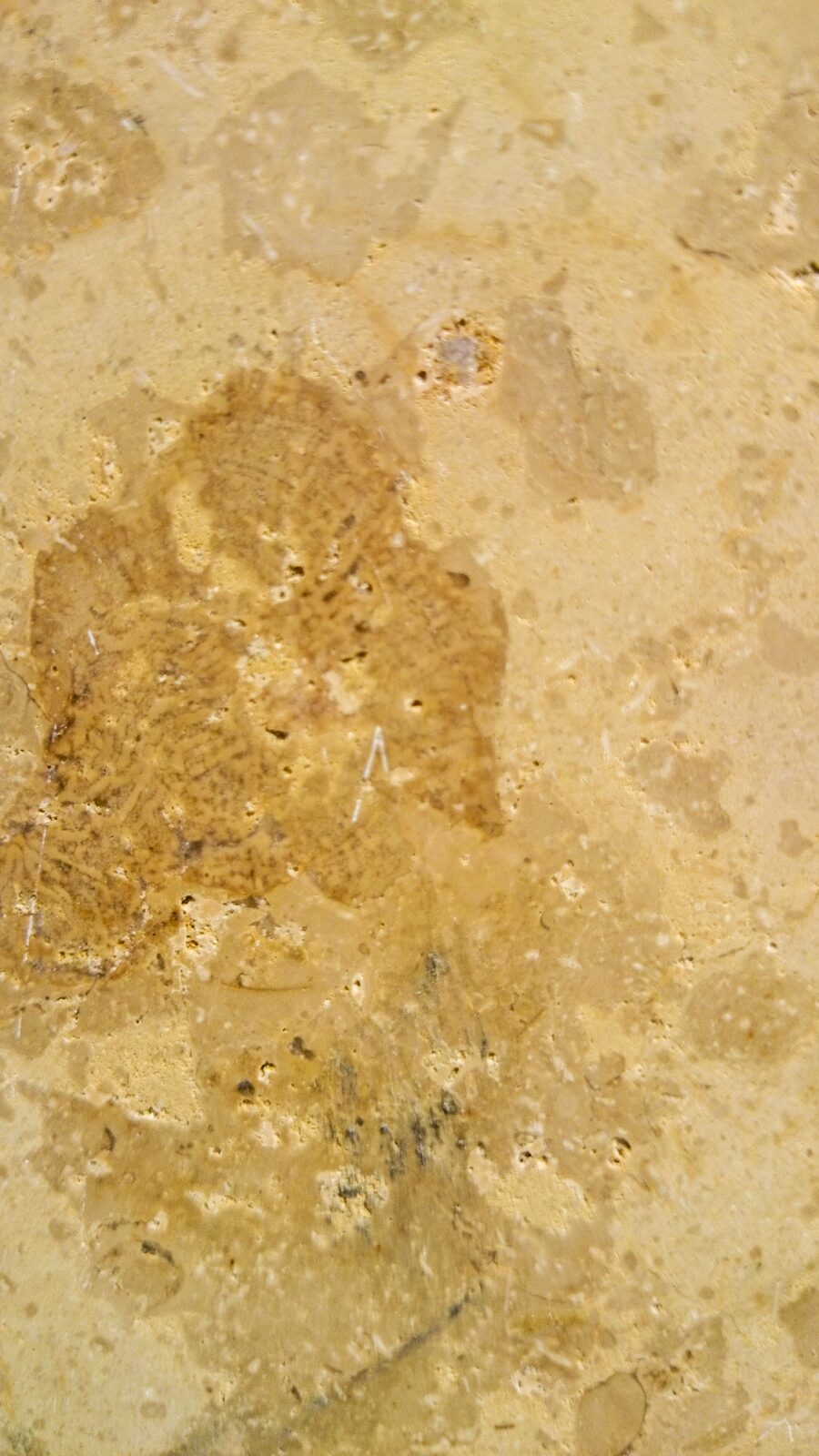 Fossil detail
