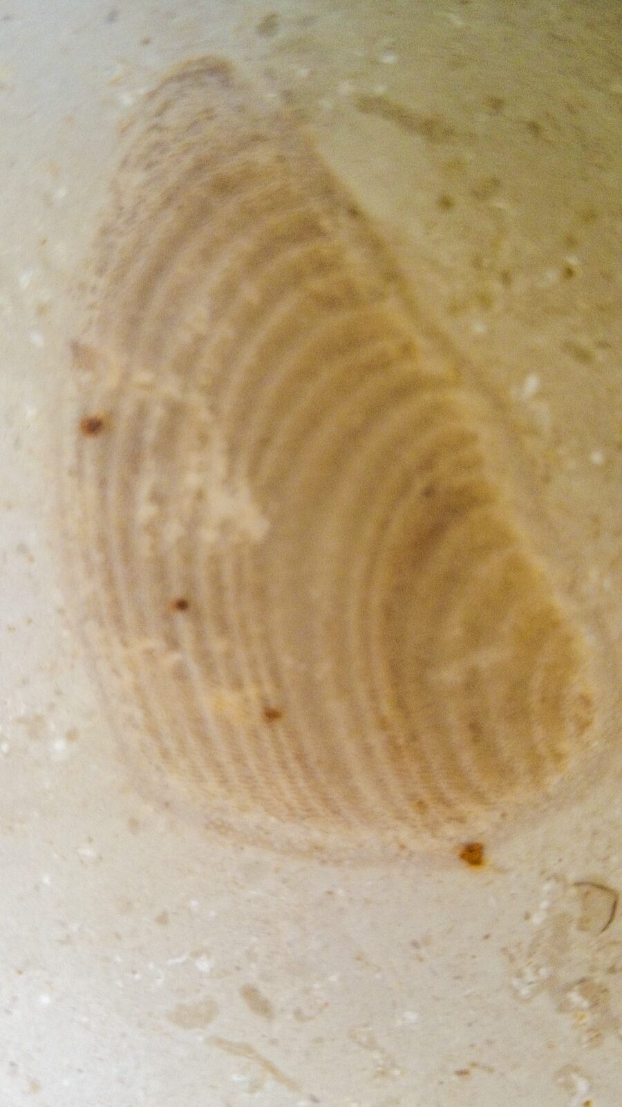 Fossil detail