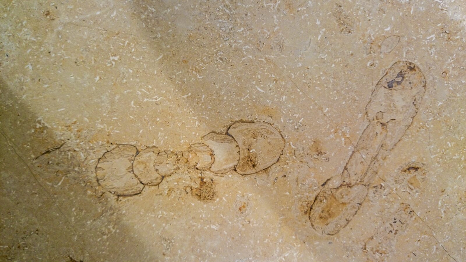 Fossil detail