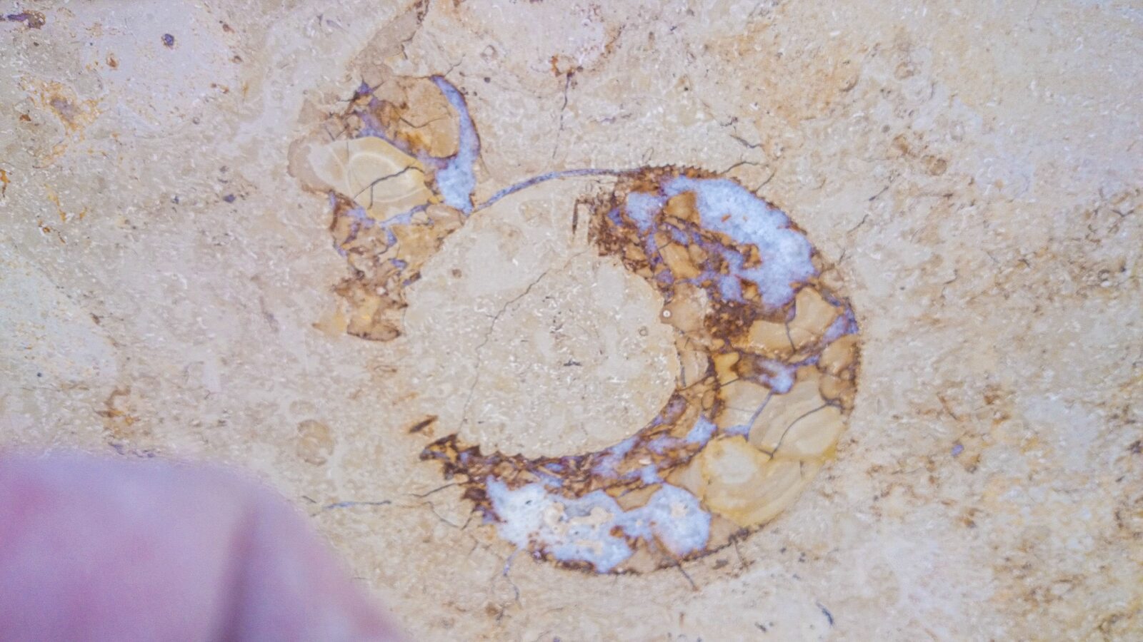 Fossil detail