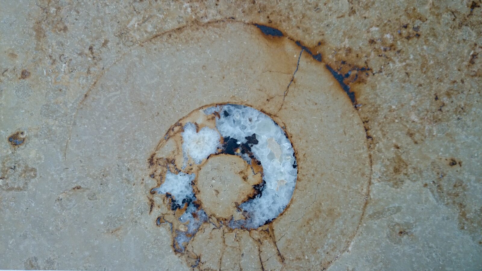 Fossil in the Anvil limestone